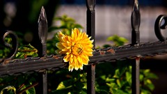 Flowers fences yellow flowers