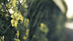 Flowers fences yellow flowers Chain Link Fence