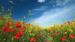 Flowers field red flowers yellow flowers landscape sky Plants