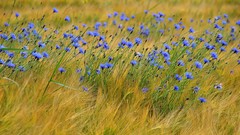 Flowers fields blue flowers