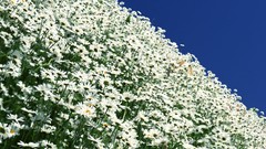 Flowers fields Daisy white