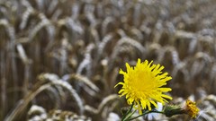 Flowers fields dandelions yellow