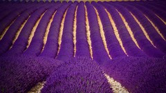 Flowers fields lavender purple