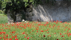 Flowers fields Portugal Poppies
