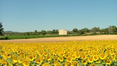 Flowers fields Sunflowers