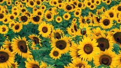 Flowers fields Sunflowers