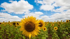 Flowers fields Sunflowers