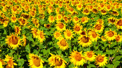 Flowers fields Sunflowers yellow