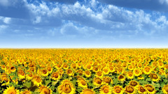Flowers fields Sunflowers yellow