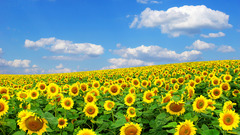 Flowers fields Sunflowers yellow