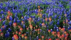 Flowers fields Texas Bluebonnet