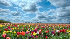 Flowers fields tulips Netherlands