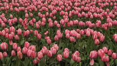 Flowers fields tulips pink