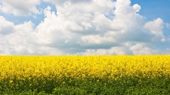 Flowers fields yellow flowers yellow field