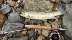 Flowers fish and midapril