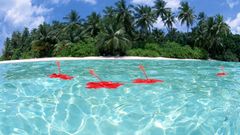 Flowers floating palm trees