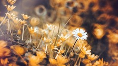 Flowers flora depth of field