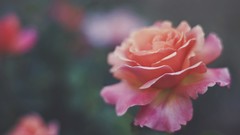 Flowers flora warm colors