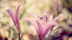 Flowers flora warm colors