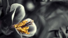 Flowers flower coloring colorized selective