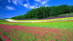 Flowers flower dc colorful