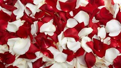 Flowers flower petals