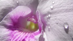 Flowers flower petals