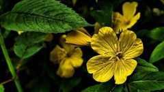 Flowers flower petals