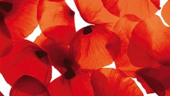 Flowers flower petals Poppies