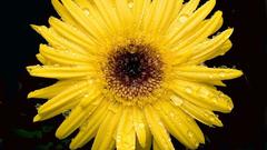 Flowers flower yellow