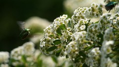 Flowers flying Animals insects