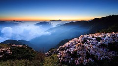 Flowers fog Mountains clouds meadows