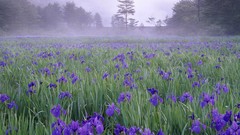 Flowers fog nature fields