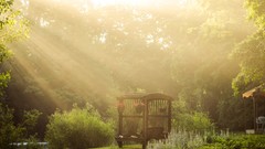 Flowers fog nature Trees grass water sun summer light bench 
