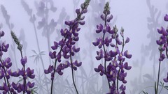 Flowers fog purple flowers lavender shadows
