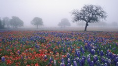 Flowers fog Texas oak fields Bluebonnet