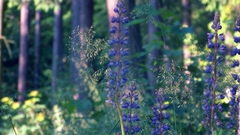 Flowers forest grass blue