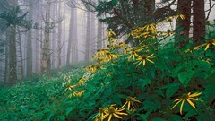 Flowers forests coneflowers