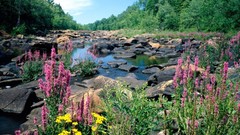 Flowers forests rocks rivers