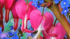 Flowers Forget-me-nots Bleeding Hearts