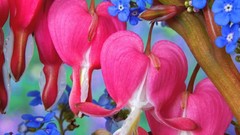 Flowers Forget-me-nots Bleeding Hearts