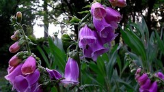 Flowers foxgloves