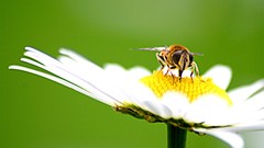 Flowers freedom bees