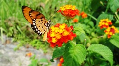 Flowers freedom nature Butterflies