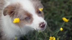Flowers freedom nature summer Puppies Dogs