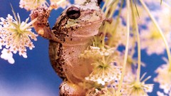 Flowers Frogs amphibians