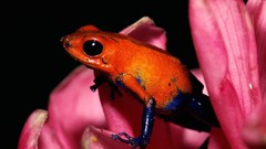 Flowers Frogs amphibians Poison Dart Frogs