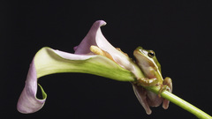 Flowers Frogs Lilies amphibians