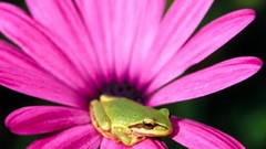 Flowers Frogs pink flowers multicolor amphibians