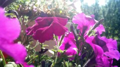 Flowers Garden bloom summer